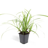 Laîche du Japon Ice Dance en godet - Carex morrowii - H 10-25 cm, pot Ø9 cm - photo 5