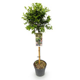 Green boutiQ - Tuinplant - Euonymus fortunei Harlequin - Plant op stam - Terras Plant - Bladhoudend - Weinig Onderhoud - Kruka 19cm Hoogte 90cm