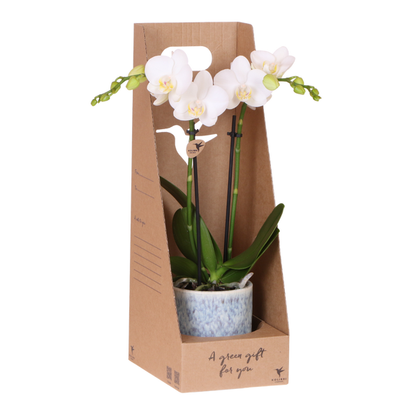 Orchidée Phalaenopsis blanche Mineral Amabilis - cache-pot Sky et boîte cadeau - H 40 cm, pot Ø9 cm