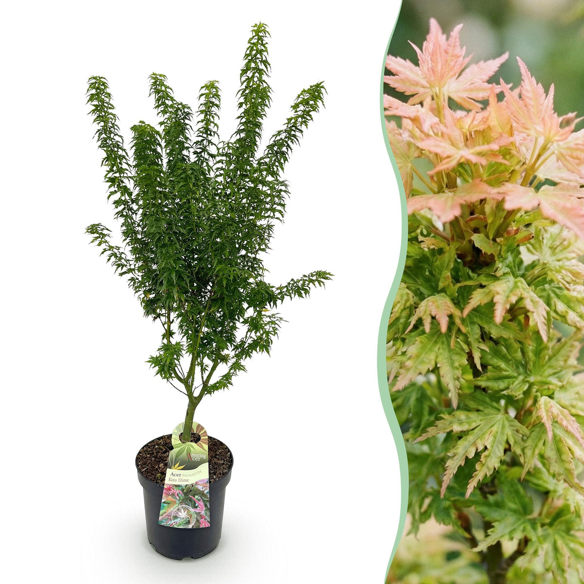 Érable du Japon Koto Hime - H 90 cm, pot Ø26 cm