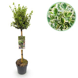 Green boutiQ - Tuinplant - Euonymus fortunei Emerald Gaiety - Plant op stam - Terras Plant - Bladhoudend - Weinig Onderhoud - Kruka 19cm Hoogte 90cm