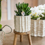 Orchidée Phalaenopsis blanche Mineral Gibraltar et succulente - coffret Oyster - pot Ø9 cm