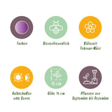 Green boutiQ - Bloembollen - Crocus Ruby Giant - Kleur Paars - 50 stuks - Bolmaat 5/6 - XXL Pack