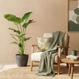 Green BoutiQ - Kamerväxtn - Strelitzia Nicolai - Paradijsvogelbloem - Weinig onderhoud - Groen - 1 Plant - met Potter Grijs - Kruka 21cm - Hoogte 110-120cm