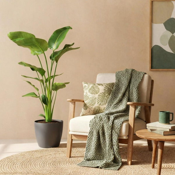 Green BoutiQ - Kamerväxtn - Strelitzia Nicolai - Paradijsvogelbloem - Weinig onderhoud - Groen - 1 Plant - met Potter Grijs - Kruka 21cm - Hoogte 110-120cm