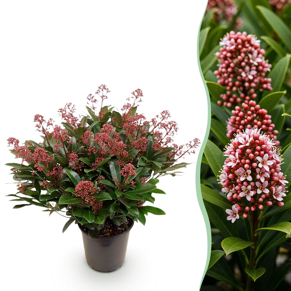 1x - Terrasplant - Skimmia japonica Rubella - Bloem Rood - 40+ Bloemen - 1 Plant - Winterhard - Kruka 19cm Hoogte 60cm