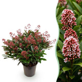 1x - Terrasplant - Skimmia japonica Rubella - Bloem Rood - 40+ Bloemen - 1 Plant - Winterhard - Kruka 19cm Hoogte 60cm