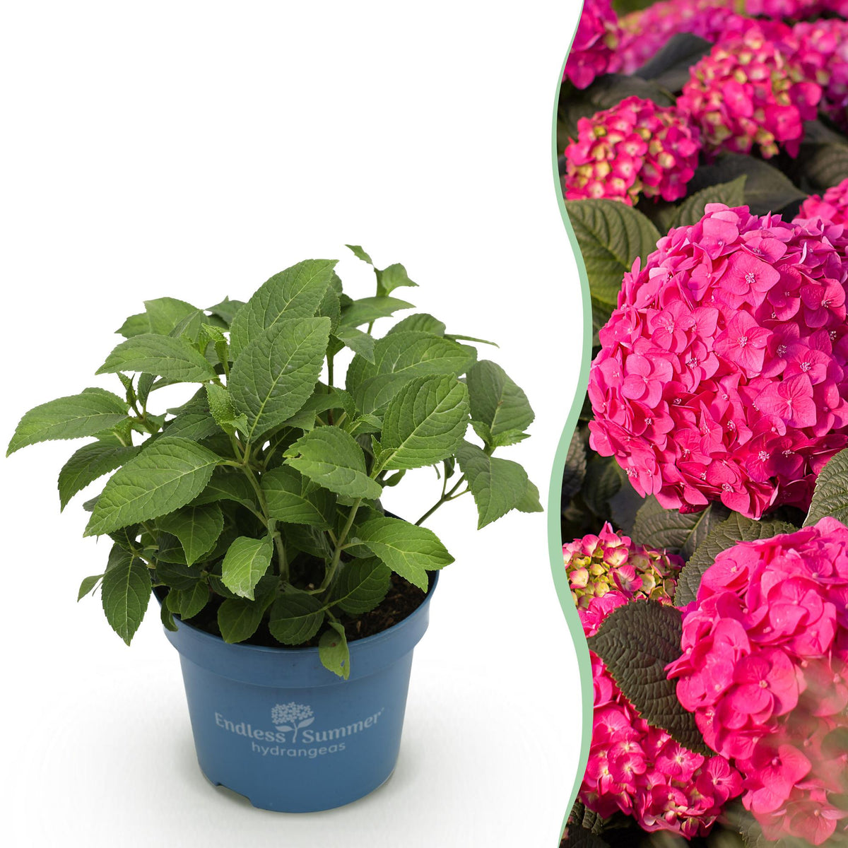 Green boutiQ - Trädgårdsväxt - Hydrangea Endless Summer Summer Love Red - Hortensia - Vinterhart - Röd - 1 Växt - Kruka 14cm - Höjd 20-25cm