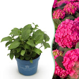 Green boutiQ - Trädgårdsväxt - Hydrangea Endless Summer Summer Love Red - Hortensia - Vinterhart - Röd - 1 Växt - Kruka 14cm - Höjd 20-25cm