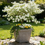 Green boutiQ - Tuinplant - Cornus Florida - Bloem Wit-Roze - 1 Plant - Bladverliezend - Weinig Onderhoud - Kruka 12cm Hoogte 35cm