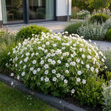 Géranium sanguin blanc Album - 12 plants - H 15-25 cm, pot Ø11 cm