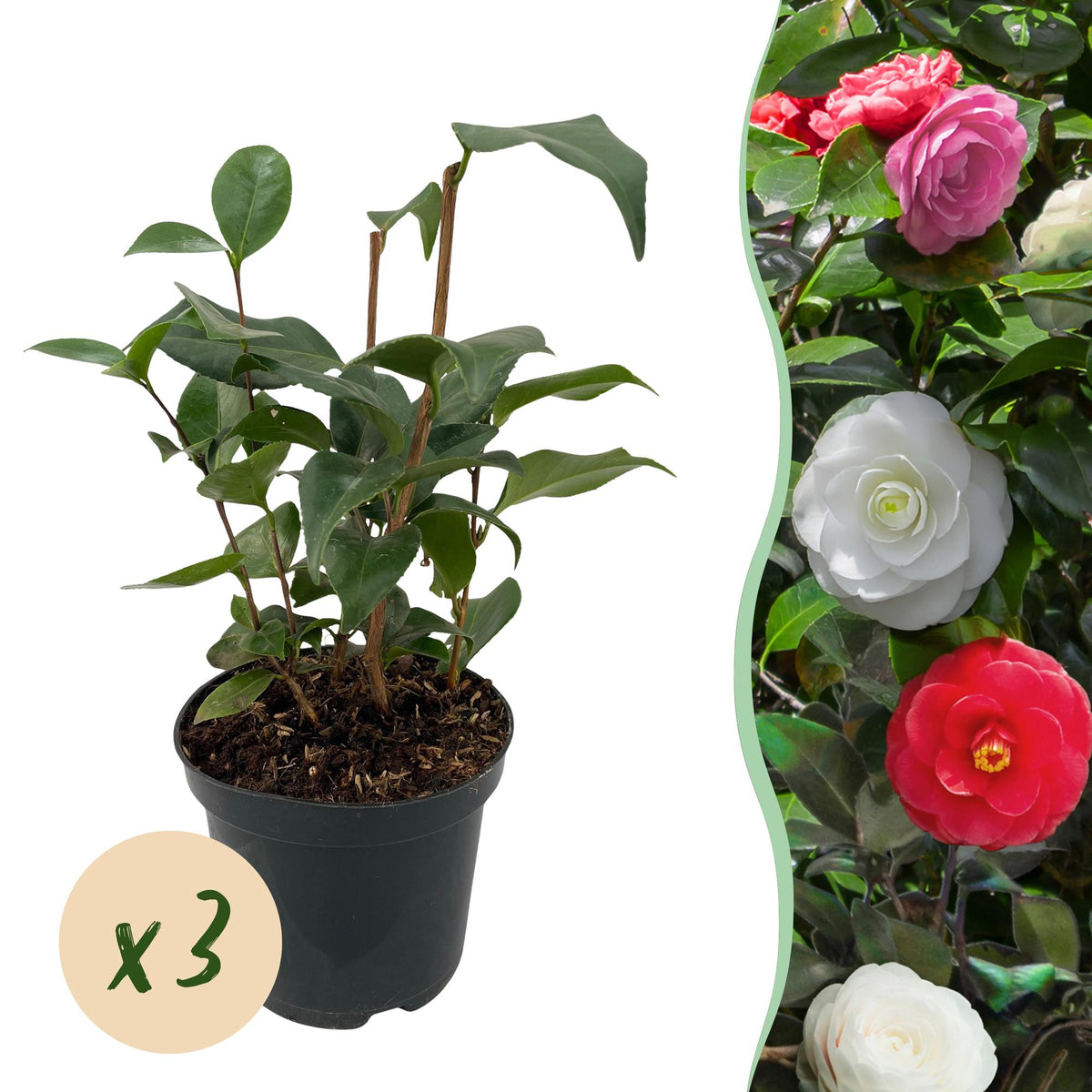 Green boutiQ - Heesters - Camelia japonica Tricolour - Bloem Roze, Wit i Rood - 3 Växtn - 1 m2 - Groenblijvend - Kruka 15cm Hoogte 30cm