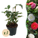 Green boutiQ - Heesters - Camelia japonica Tricolour - Bloem Roze, Wit i Rood - 3 Växtn - 1 m2 - Groenblijvend - Kruka 15cm Hoogte 30cm