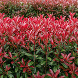 La Green Touch - Häckväxter - Photinia fraseri Carre Rouge - grönt rött - 6 växter - 1 löpmeter - lövfällande - kruka 17cm höjd 55cm