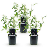 Green boutiQ - Trädgårdsväxt - Buddleja davidii Black Night - Fjärilsbusk - Winterhard - Lila - 3 Växter - Kruka 17cm - Höjd 45cm