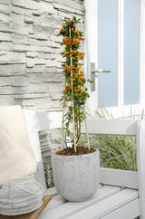 Pyracantha 'Orange Glow' - Ø15cm - ↕65cm