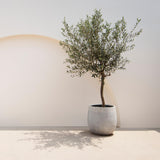 Green boutiQ - Tuinplant - Olea Europaea - Plant op stam - Terras Plant - Bladhoudend - Weinig Onderhoud - Kruka 19cm Hoogte 90cm