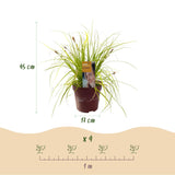 Green boutiQ - Siergrassen -  Carex oshimensis Everillo - Geel - 4 Växtn - Bladhoudend - Weinig Onderhoud - Kruka 17cm Hoogte 50cm