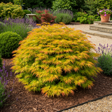 Green boutiQ - Terrasplant - Japanse Esdoorn - Acer palmatum Summergold - Geel - 2 Växtn - Bladverliezend - Kruka 19cm Hoogte 70cm