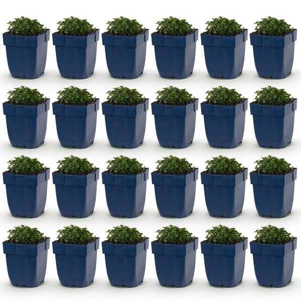 Campanule des murs - H 15-25 cm, pot Ø11 cm