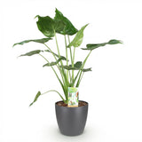 Green BoutiQ - Kamerväxtn - Alocasia Cucullata - Boeddha,s hand - Weinig onderhoud - Groen - 1 Plant - met Potter Grijs - Kruka 21cm - Hoogte 65-70cm