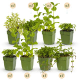 Green boutiQ - Borderpakket - Thee kruiden - 24 Vaste växtn - 3 m2 - Diversen kleuren - Weinig Onderhoud - Kruka 11cm