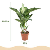 Green BoutiQ - Kamerväxtn - Diefenbachia Tropic Snow - Dieffenbachia - Weinig onderhoud - Groen - 1 Plant - met Potter Grijs - Kruka 21cm - Hoogte 90-100cm