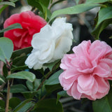 Green boutiQ - Heesters - Camelia japonica Tricolour - Bloem Roze, Wit i Rood - 1 Plant - Groenblijvend - Kruka 15cm Hoogte 30cm