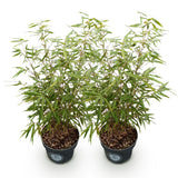 Green boutiQ - Grassen - Fargesia scabrida Asian Wonder - Niet Woekerende Bamboe - Bladhoudend - Groen - 2 Växtn - Kruka 23 cm - Hoogte 80 cm