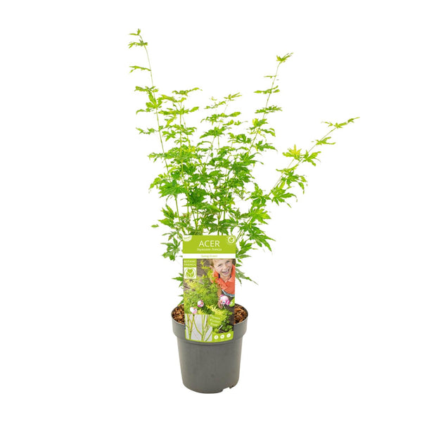 Acer palmatum Going Green - Ø19cm - ↕50cm