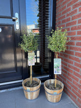 Green boutiQ - Tuinplant - Euonymus fortunei Emerald Gaiety - Plant op stam - Terras Plant - Bladhoudend - Weinig Onderhoud - Kruka 19cm Hoogte 90cm