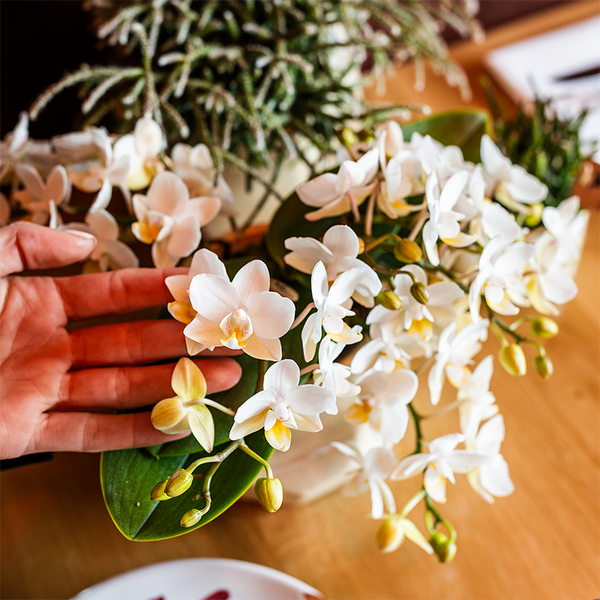 Kolibri Orchids | Scandic Copper kruka Ø9cm met witte Nazaré orchidee – vers van de kweker