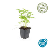 Fraisier des bois en godet - Fragaria vesca - H 10-25 cm, pot Ø9 cm - photo 4