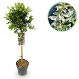 Green boutiQ - Tuinplant - Euonymus fortunei Harlequin - Plant op stam - Terras Plant - Bladhoudend - Weinig Onderhoud - Kruka 19cm Hoogte 90cm