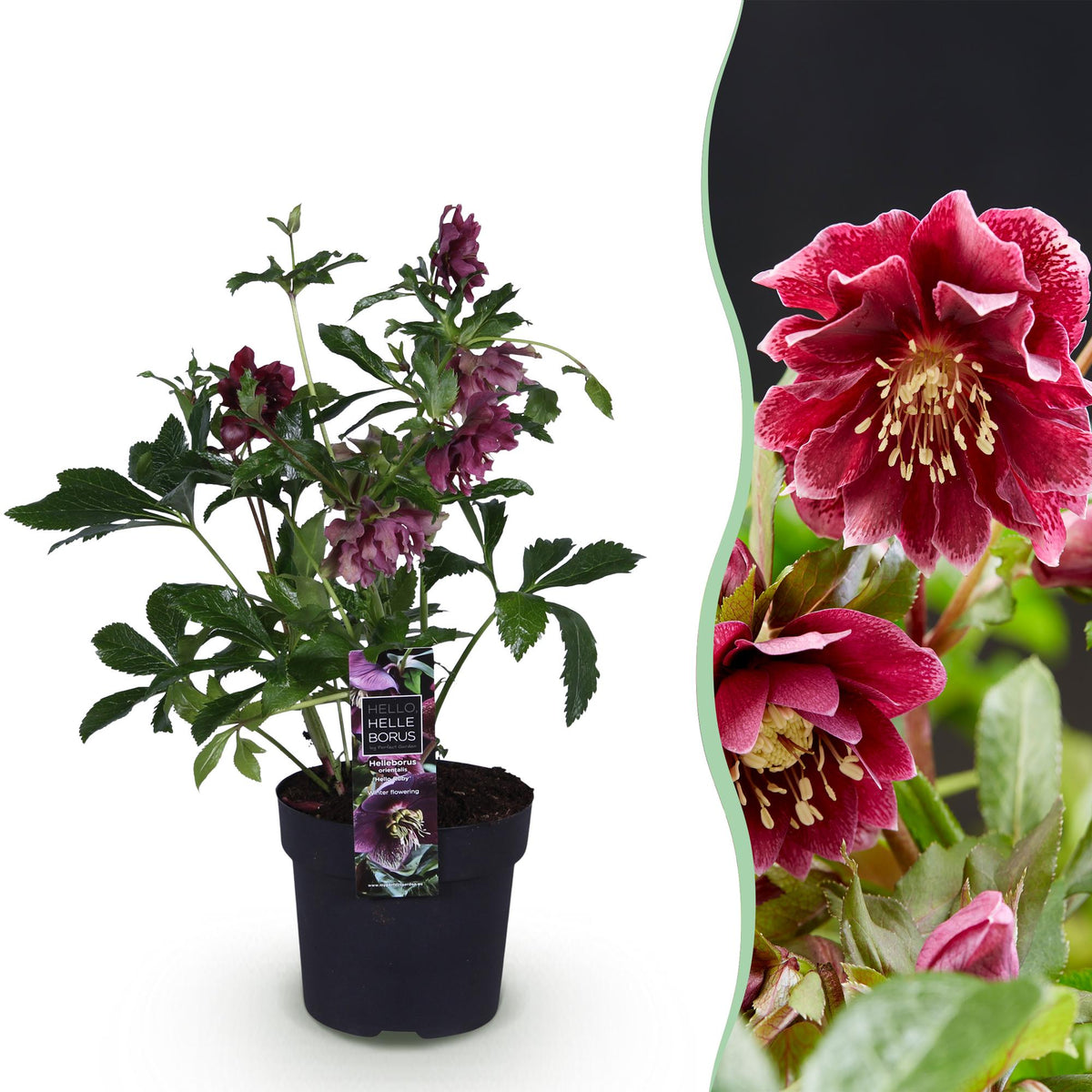 Green boutiQ - Tuinplant - Lenten Rose - Helleborus orientalis Double Ellen Red - Rode Bloem -1 Plant - Groenblijvend - Kruka 14cm Hoogte 35cm