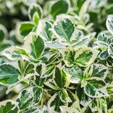 Green boutiQ - Tuinplant - Euonymus fortunei Emerald Gaiety - Plant op stam - Terras Plant - Bladhoudend - Weinig Onderhoud - Kruka 19cm Hoogte 90cm