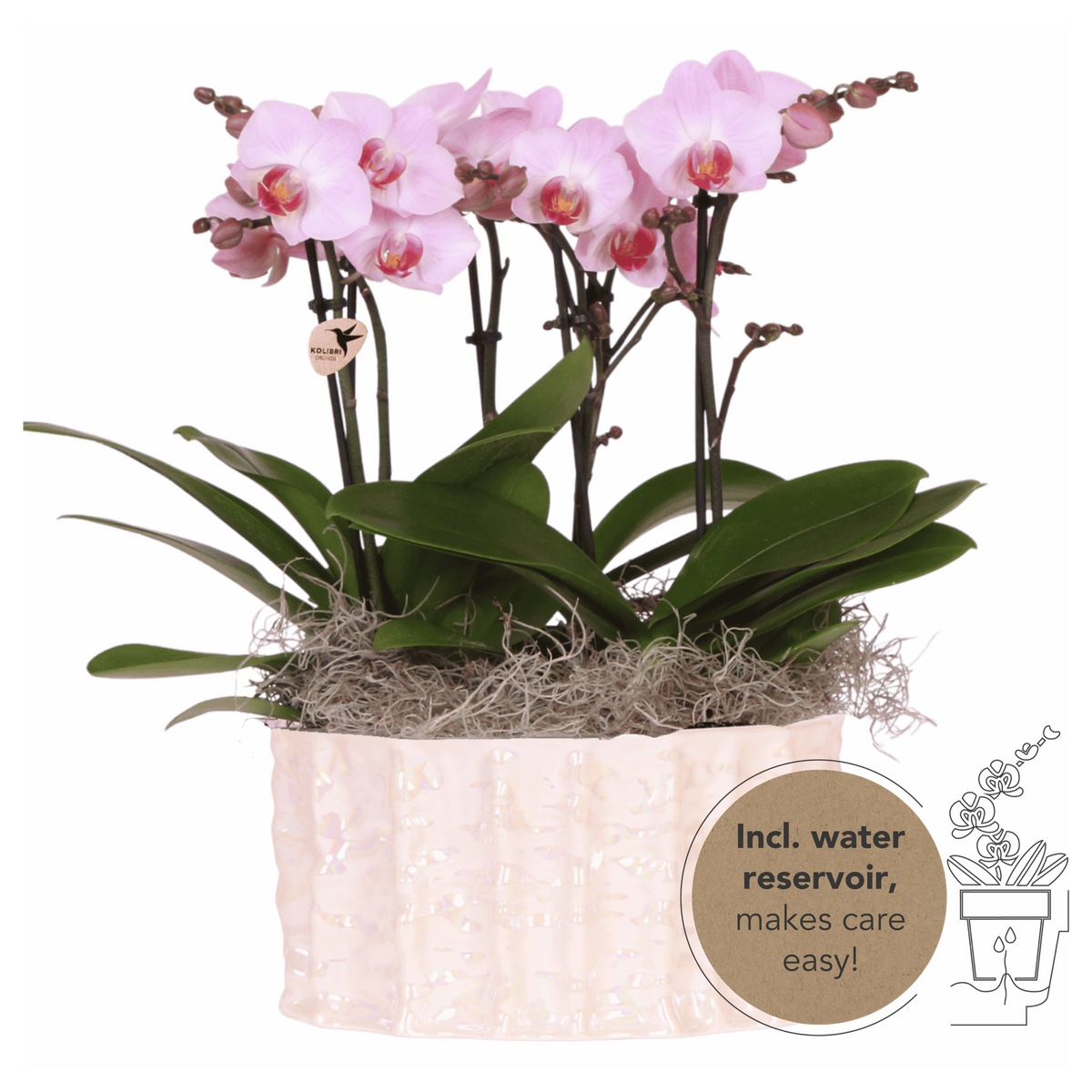Orchidées Phalaenopsis roses Mineral Antwerpen - bouquet de 3 en coupe Oyster - pot Ø9 cm