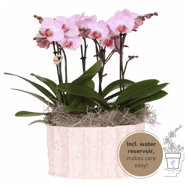 Orchidées Phalaenopsis roses Mineral Antwerpen - bouquet de 3 en coupe Oyster - pot Ø9 cm