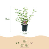 La Green Touch - Trädgårdsväxt - Buddleja davidii Pink Delight - Fjärilsbusk - Winterhart - Rosa - 3 Växter - Kruka 17cm - Höjd 45cm