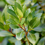 Green boutiQ - Tuinplant - Laurus nobilis - Plant op stam - Terras Plant - Bladhoudend - Weinig Onderhoud - Kruka 19cm Hoogte 90cm
