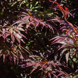 Green boutiQ - Terrasplant - Japanse Esdoorn - Acer palmatum Trompenburg -Donker Paars - 2 Växtn - Bladverliezend - Kruka 19cm Hoogte 70cm