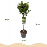 Green boutiQ - Tuinplant - Laurus nobilis - Plant op stam - Terras Plant - Bladhoudend - Weinig Onderhoud - Kruka 19cm Hoogte 90cm