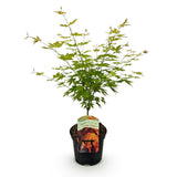 Green boutiQ - Terrasplant - Japanse Esdoorn - Acer palmatum Orange Dream - Oranje - 1 Plant - Bladverliezend - Kruka 19cm Hoogte 70cm
