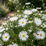 Aster nain blanc - H 15-25 cm, pot Ø11 cm