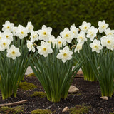 Green boutiQ - Bloembollen - Narcis Mount Hood - Kleur Wit - 15 stuks - Bolmaat 10/12 - XXL Pack