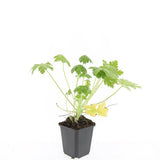 Géranium à grosses racines Spessart en godet - Geranium macrorrhizum - H 10-25 cm, pot Ø9 cm - photo 3