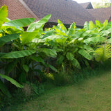 Green boutiQ - Fruitplant - Bananen plant - Musa Basjoo - Winterhard - 6 växtn - Kruka 12cm Hoogte 30cm