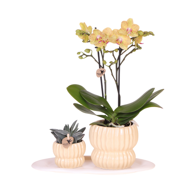 Orchidée Phalaenopsis jaune Blossom Lima et succulente - coffret Horizon jaune - pot Ø9 cm