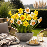 Green boutiQ - Bloembollen - Narcis Large Cupped mix - Kleur Geel i Wit - 15 stuks - Bolmaat 12/14 - XXL Pack