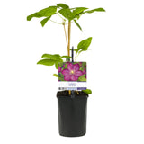 Green boutiQ - Klimplant - Clematis Ville de Lyon - Bloem Roze - Weinig onderhoud -2 växtn -  Kruka 11cm Hoogte 40cm